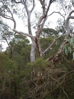 Castlereagh Scribbly Gum woodland at the University of Western Sydney.