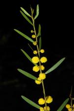 Ausfeld's Wattle flowers