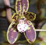 Cymbidium canaliculatum flower close-up