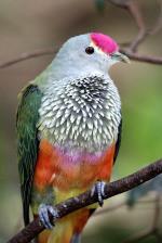 Rose-crowned Fruit-dove - male