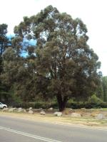 Form, Eucalyptus macarthurii