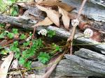 Flowering plant of <I>Trachymene scapigera</I>, near Shooter's Hill. <a href="http://picasaweb.google.com/orkology" class="linkBlack100" target="_blank">Greg Steenbeeke, Orkology</a>