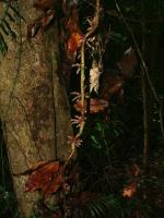 Flowering stem of <I>Tinospora smilacina</I> at Mount Glorious, Queensland. <a href="http://picasaweb.google.com/orkology" class="linkBlack100" target="_blank">Greg Steenbeeke, Orkology</a>