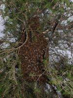 Wild swam p of feral honeybees on <I>Melaleuca</I>, UWS Hawkesbury, Richmond. <a href="http://picasaweb.google.com/orkology" class="linkBlack100" target="_blank">Greg Steenbeeke, Orkology</a>