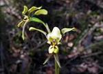 Flower, Diuris bracteata