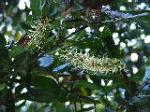 Flowering branches of Macadamia integrifolia, in cultivation, RBG Sydney.