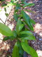 foliage of plant in cultivation, Coffs Harbour Botanic Garden. <a href="http://picasaweb.google.com/orkology" class="linkBlack100" target="_blank">Greg Steenbeeke, Orkology</a>