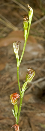 Pterostylis ventricosa, Alan Stephenson