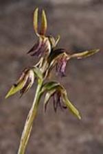 Tallong Midge Orchid, John Briggs