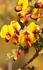 Few-seeded Bossiaea flowers, John Briggs