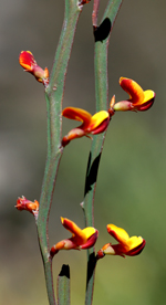 Bombay Bossiaea, Keith McDougall