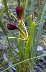 Leafless Tongue Orchid