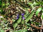 Foliage and inflorescences, in cultivation (CHBG). <a href="http://picasaweb.google.com/orkology" class="linkBlack100" target="_blank">Greg Steenbeeke, Orkology</a>