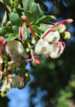 Wee Jasper Grevillea, John Briggs