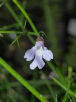 Flower of <I>Prostanthera spinosa</I>, in cultivation (ANBG). <a href="http://picasaweb.google.com/orkology" class="linkBlack100" target="_blank">Greg Steenbeeke, Orkology</a>