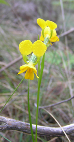 Buttercup Doubletail, Lorraine Oliver