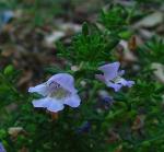 Flowers and foliage, <I>Prostanthera staurophylla</I>. <a href="http://picasaweb.google.com/orkology" class="linkBlack100" target="_blank">Greg Steenbeeke, Orkology</a>