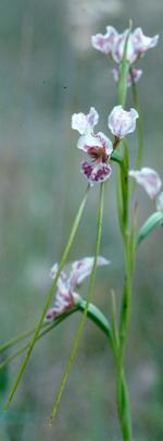 Oaklands Diuris, Geoff Carr