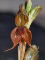 Flower detail of Sydney Plains greenhood. <a href="http://picasaweb.google.com/orkology" class="linkBlack100" target="_blank">Greg Steenbeeke, Orkology</a>