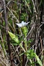 Bredbo Gentian, John Briggs