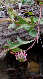 Nerriga Grevillea, Gavin McCarthy