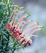 Carrington Falls Grevillea, John Briggs