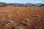 A grassland dominated by Kangaroo-grass (Themeda australis) (association r7) at Turallo Nature Reserve. This is a widespread community, found throughout the range of the endangered ecological community, and particularly in moister environments.