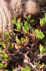 Narrow-leafed Wilsonia, Jackie Miles