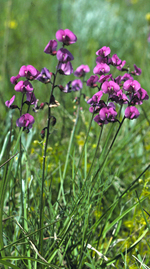 Small Purple-pea, John Briggs