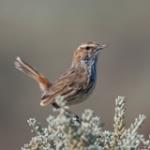 Rufous Fieldwren