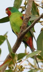 Swift Parrot, Bateau Bay, feeding in Swamp Mahogony, Neville Lazarus