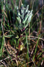 Wingecarribee Gentian, John Briggs