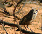 Striated Grasswren, Michael Pennay