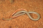 Mallee Worm-lizard