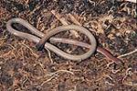 Pink-tailed Legless Lizard, Ross Bennett