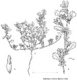 Illustration, <em> Atriplex sturtii </em> <a href="http://www.rbgsyd.nsw.gov.au/" class="linkBlack100" target="_blank">Botanic Gardens Trust</a>