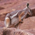 Female Yellow-footed Rock-wallaby