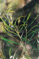 Foliage, Pindari Wattle