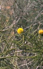 Foliage and flowers, Purple-wood Wattle <a href="http://www.rbgsyd.nsw.gov.au/" class="linkBlack100" target="_blank">Botanic Gardens Trust</a>