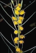 Foliage and flowers, Curly-bark Wattle 