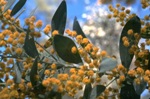 Foliage and flowers, Yetman Wattle <a href="http://www.rbgsyd.nsw.gov.au/" class="linkBlack100" target="_blank">Botanic Gardens Trust</a>