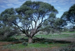 Form and habitat, Nelia Wattle