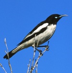 Pied Honeyeater, male