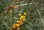 Foliage and flowers, MacNutt's Wattle <a href="http://www.rbgsyd.nsw.gov.au/" class="linkBlack100" target="_blank">Botanic Gardens Trust</a>