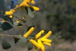 Foliage and flowers, Velvet Wattle <a href="http://www.rbgsyd.nsw.gov.au/" class="linkBlack100" target="_blank">Botanic Gardens Trust</a>