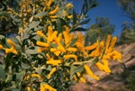 Foliage and flowers, Bolivia Wattle <a href="http://www.rbgsyd.nsw.gov.au/" class="linkBlack100" target="_blank">Botanic Gardens Trust</a>