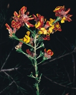 Flowers, Torrington Pea