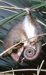 Western Pygmy-possum <a href="http://www.viridans.com.au" class="linkBlack100" target="_blank">Viridans Images</a>