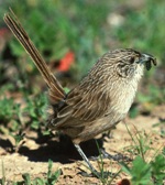 Thick-billed Grasswren