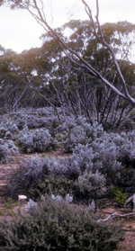 Bluebush Daisy, M. Crisp <a href="http://www.anbg.gov.au" class="linkBlack100" target="_blank">Australian National Botanic Gardens</a>